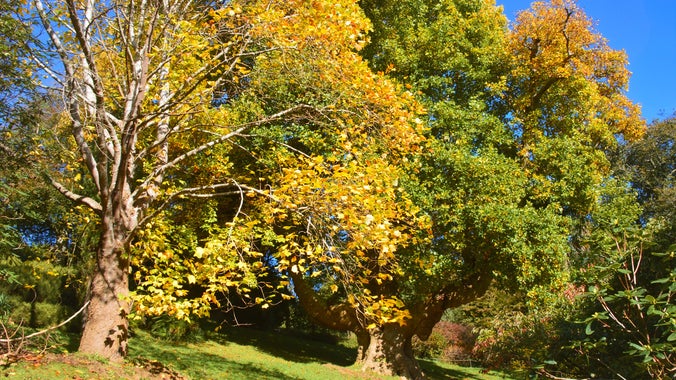 Tulip Tree, autumn